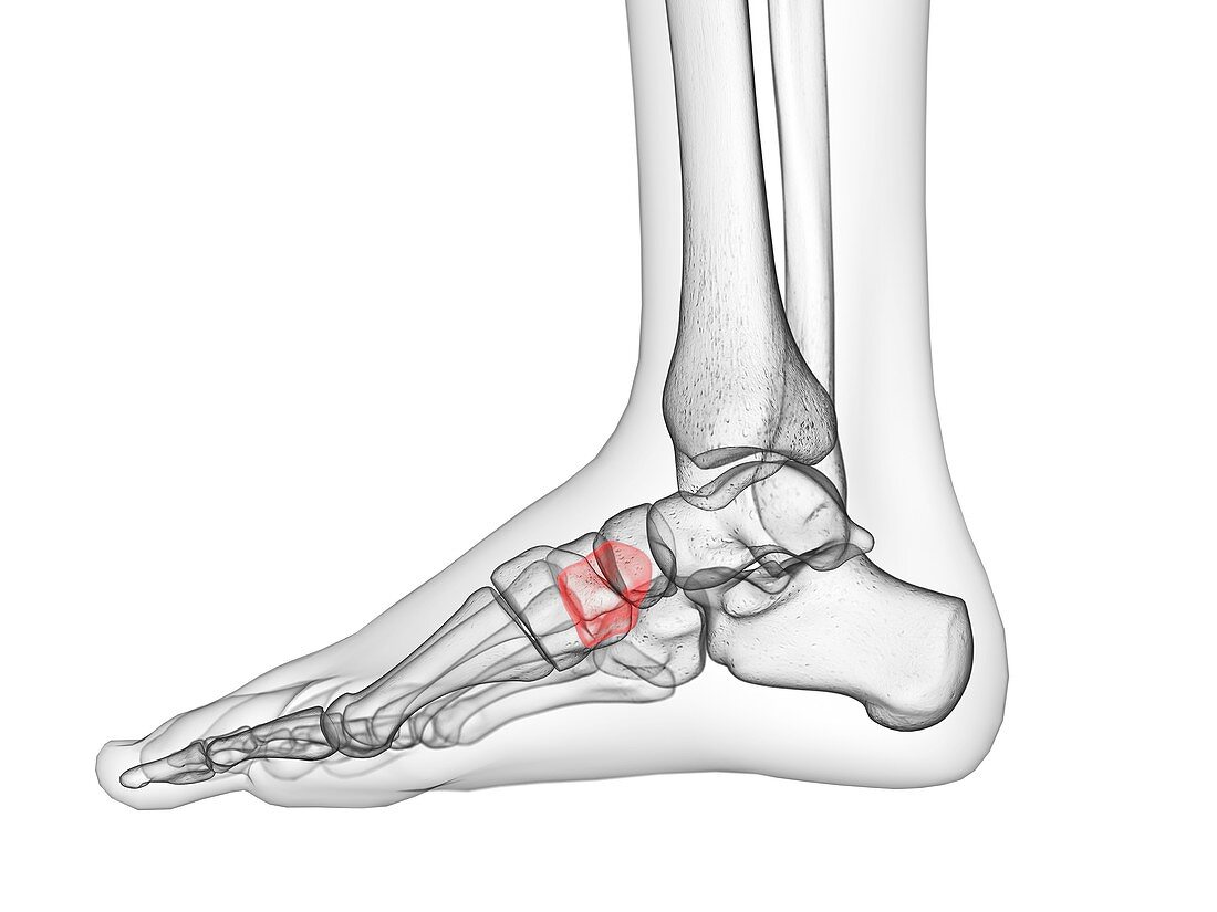 Lateral cuneiform bone, illustration