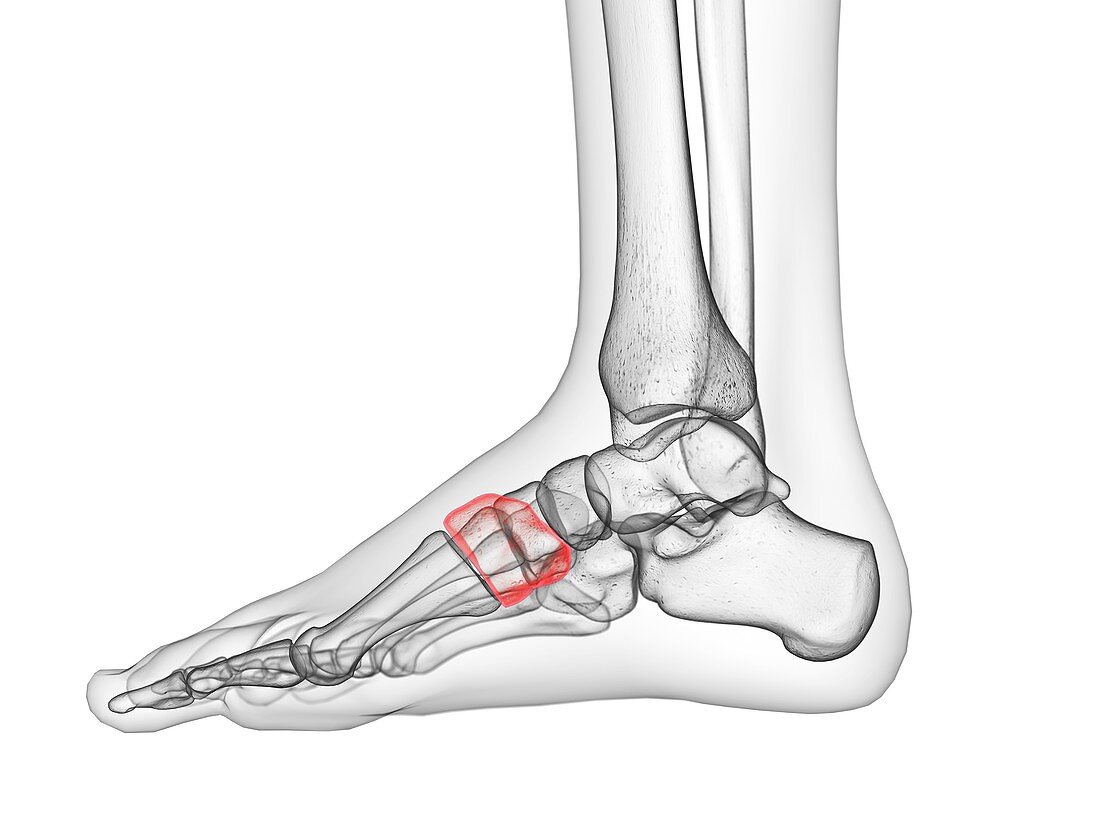 Medial cuneiform bone, illustration