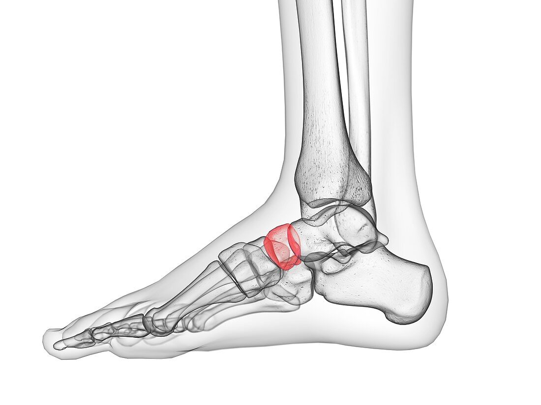 Navicular bone, illustration