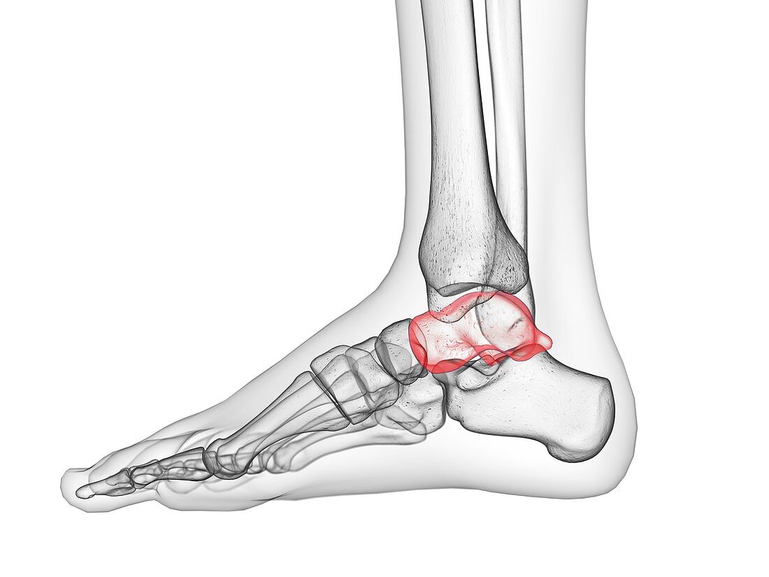 Talus bone, illustration