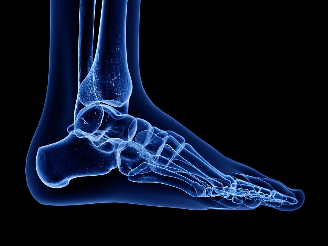 Foot bones, illustration