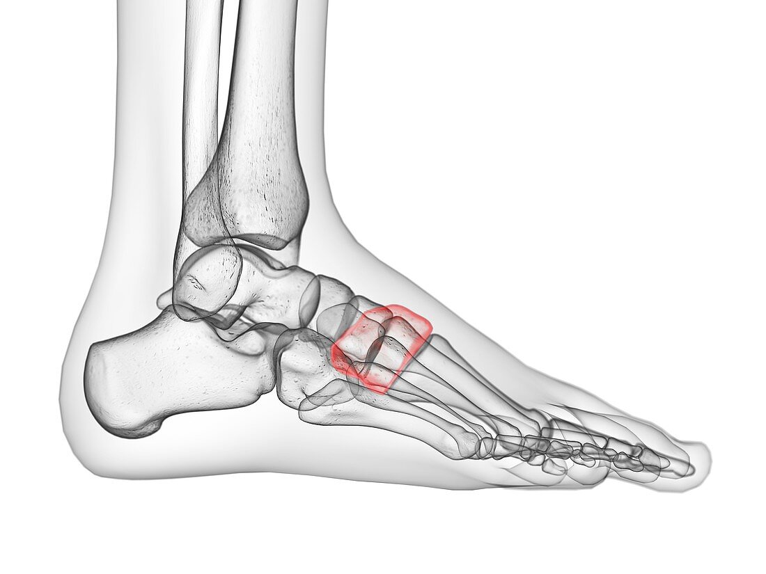 Medial cuneiform bone, illustration