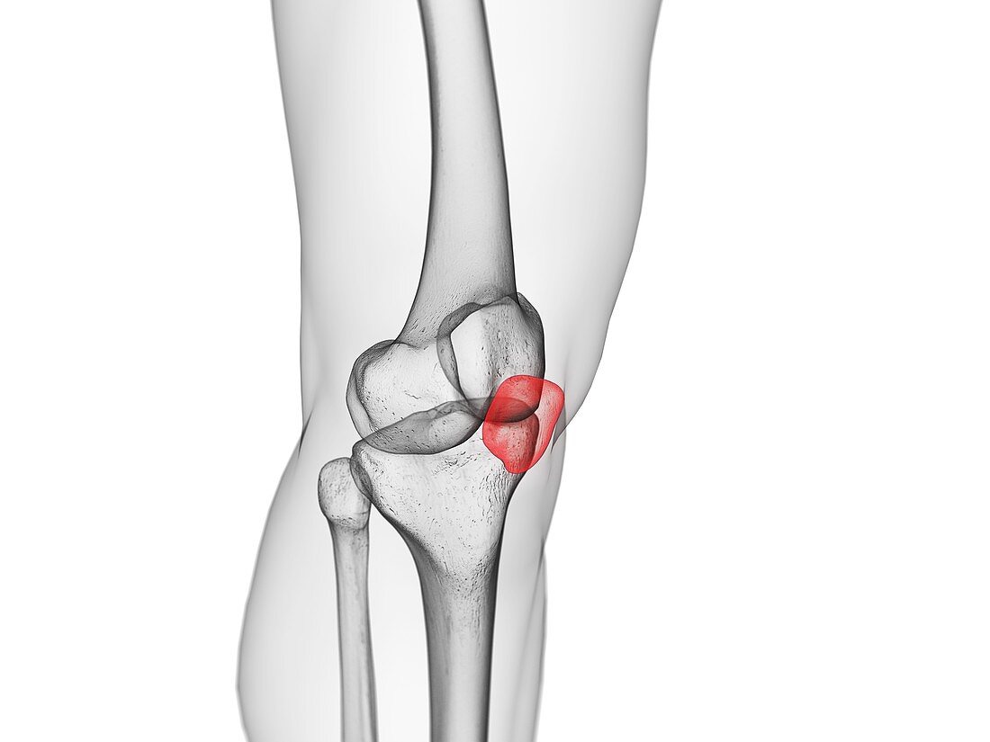 Patella bone, illustration