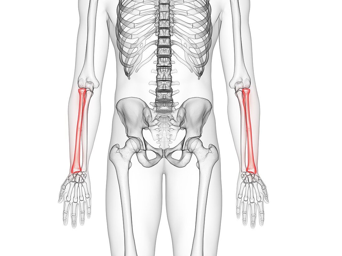 Radius bone, illustration