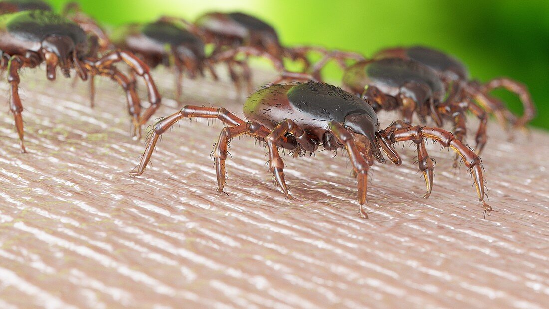 Ticks on human skin, illustration