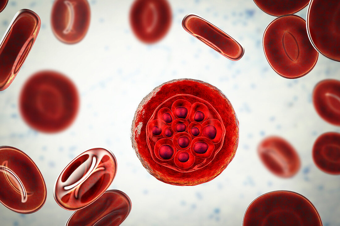 Plasmodium vivax inside red blood cells, illustration