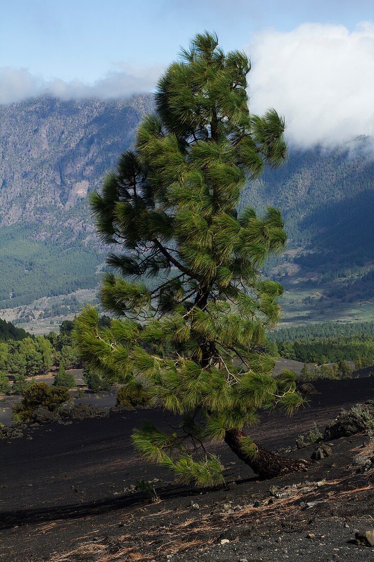 Canarian pine tree (Pinus Canariensis)