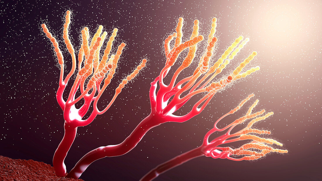 Fungus releasing spores, illustration