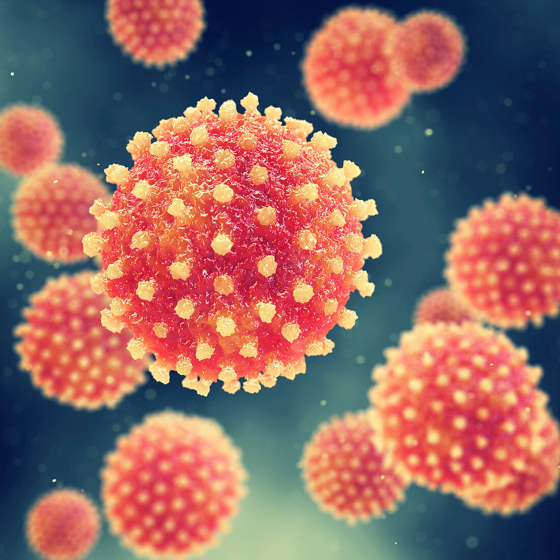 Hepatitis viruses, illustration