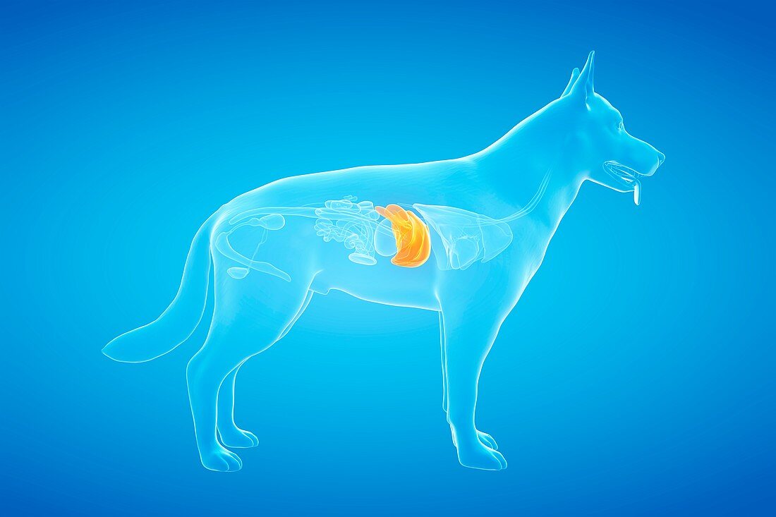 Dog liver, illustration