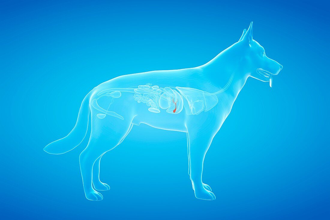 Dog gallbladder, illustration