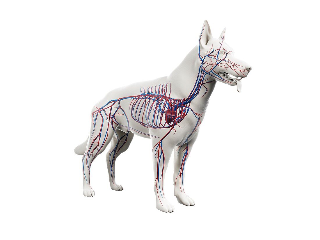 Dog vascular system, illustration