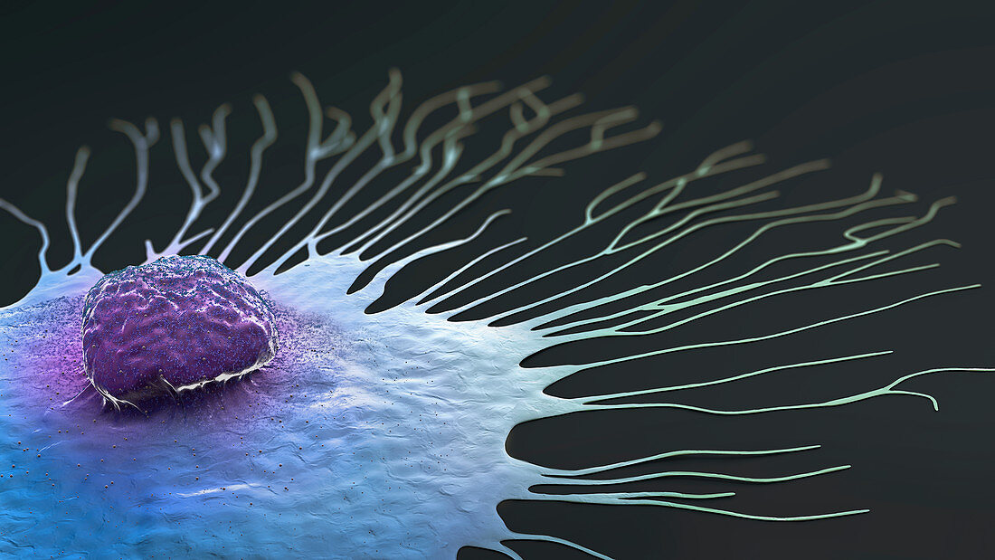 Migrating breast cancer cell, illustration