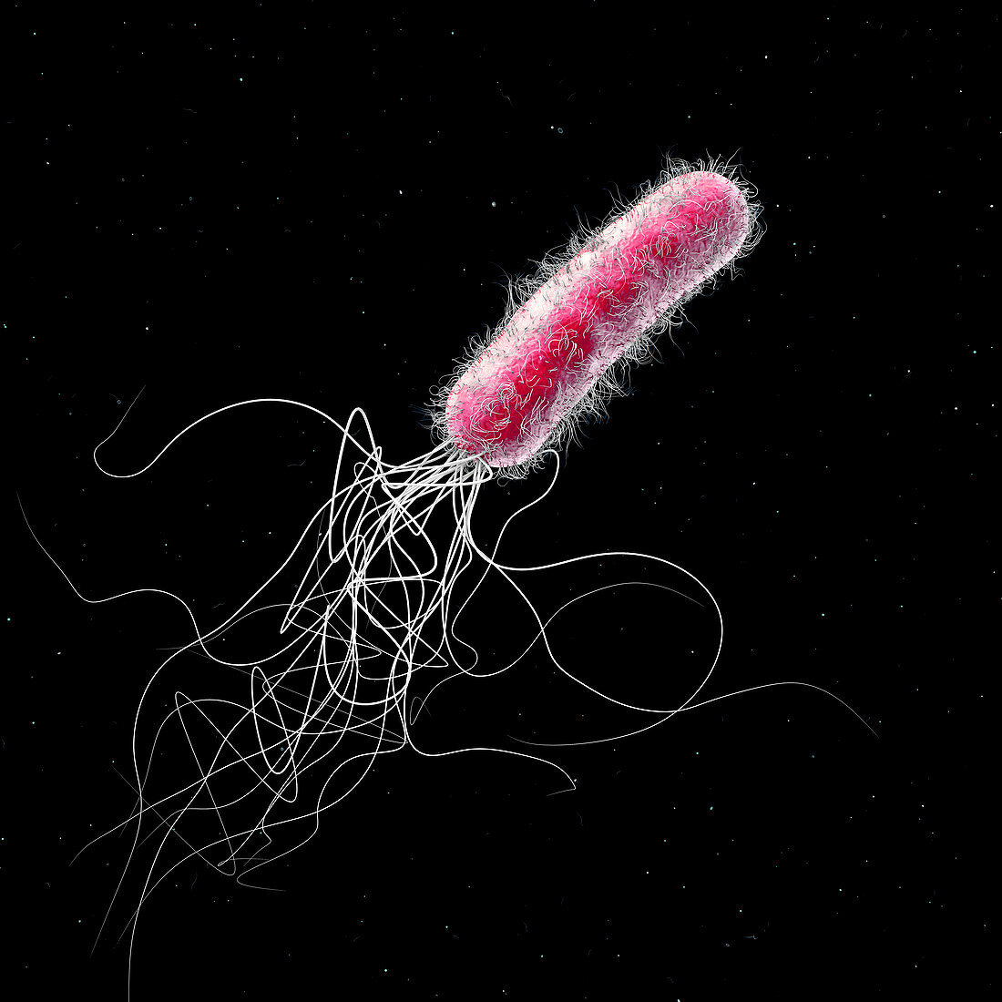 Pseudomonas aeruginosa bacterium, illustration
