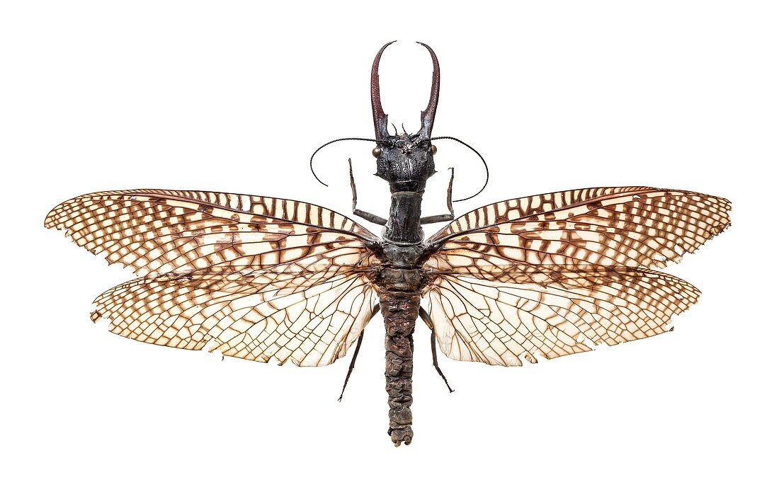 Asian dobsonfly