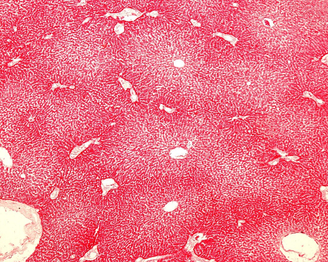 Liver,light micrograph