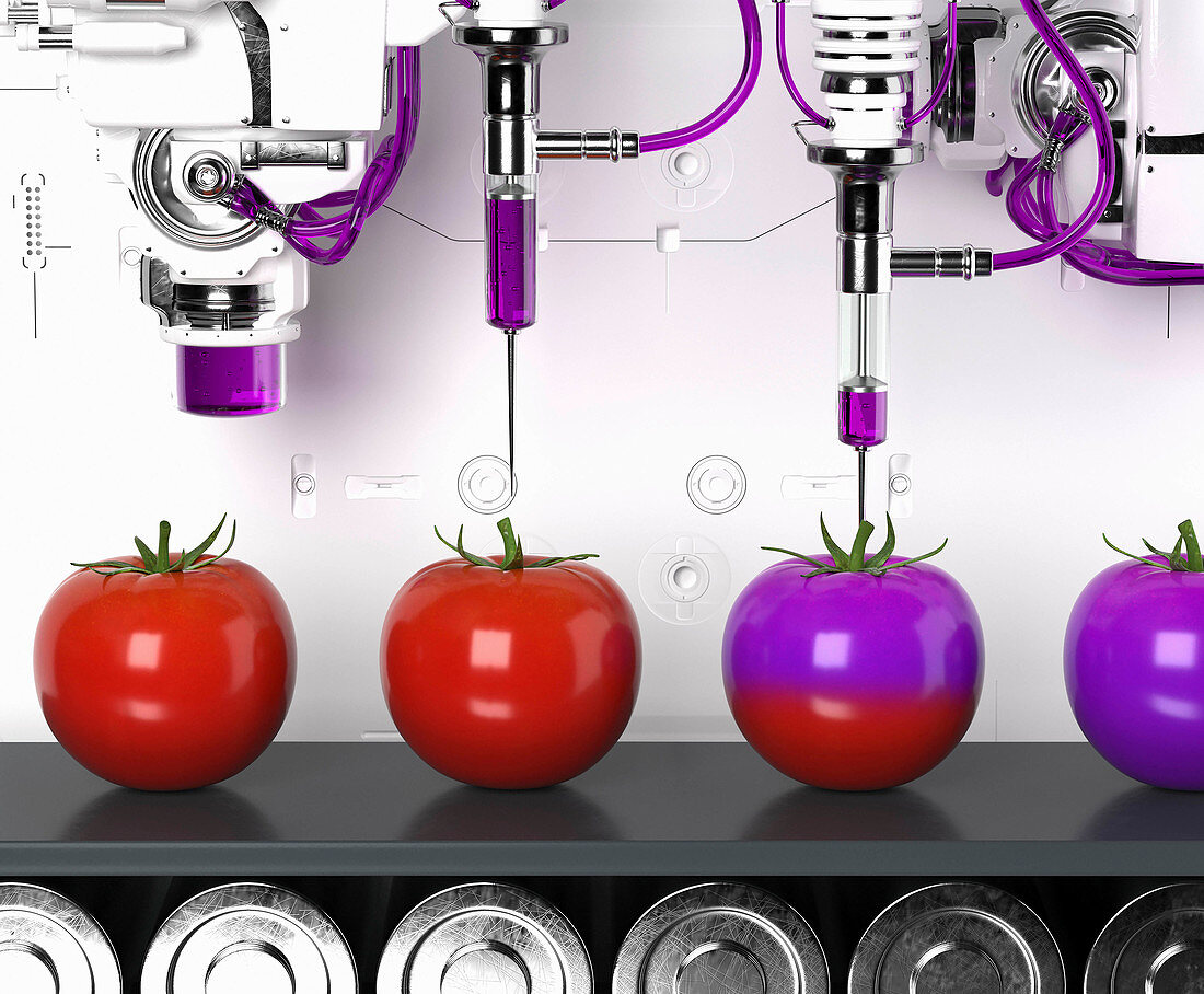 Genetically modified tomatoes,conceptual illustration