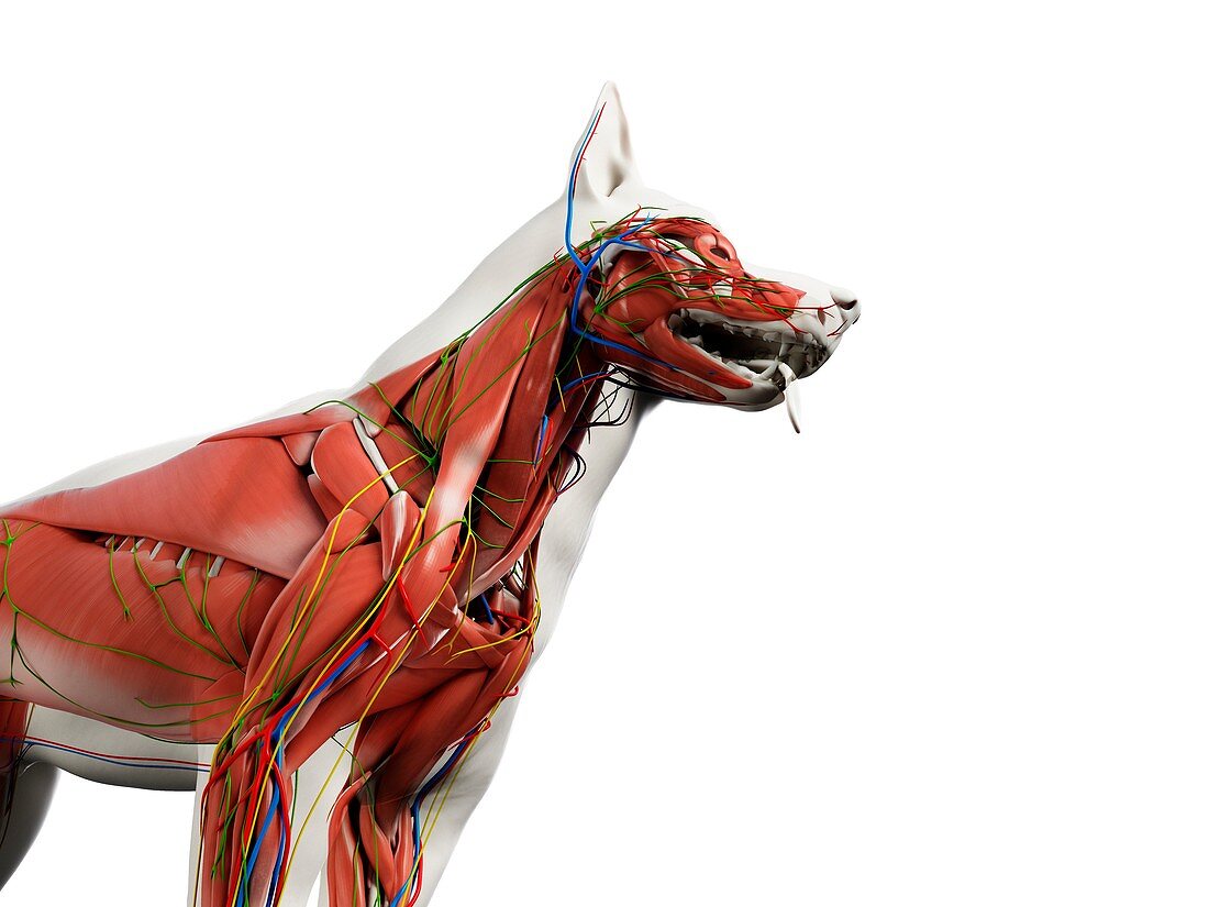 Dog anatomy, illustration
