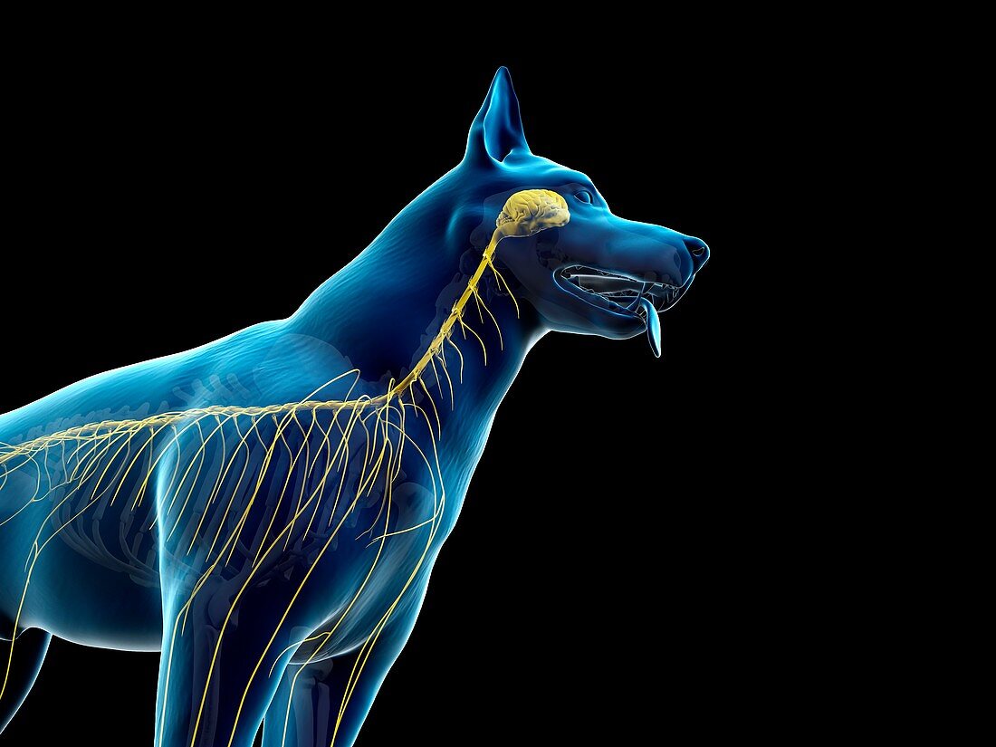 Dog nervous system, illustration