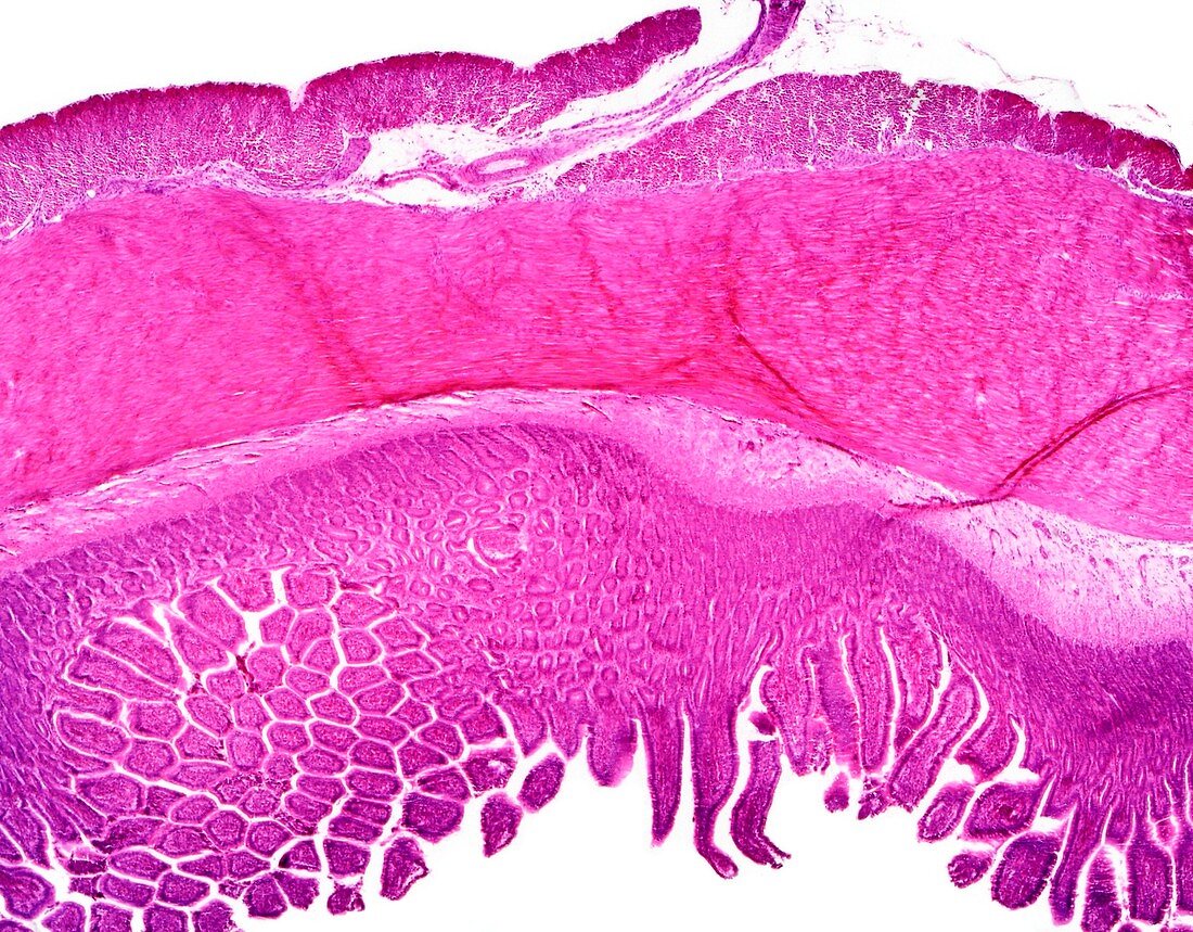 Dog small intestine,light micrograph