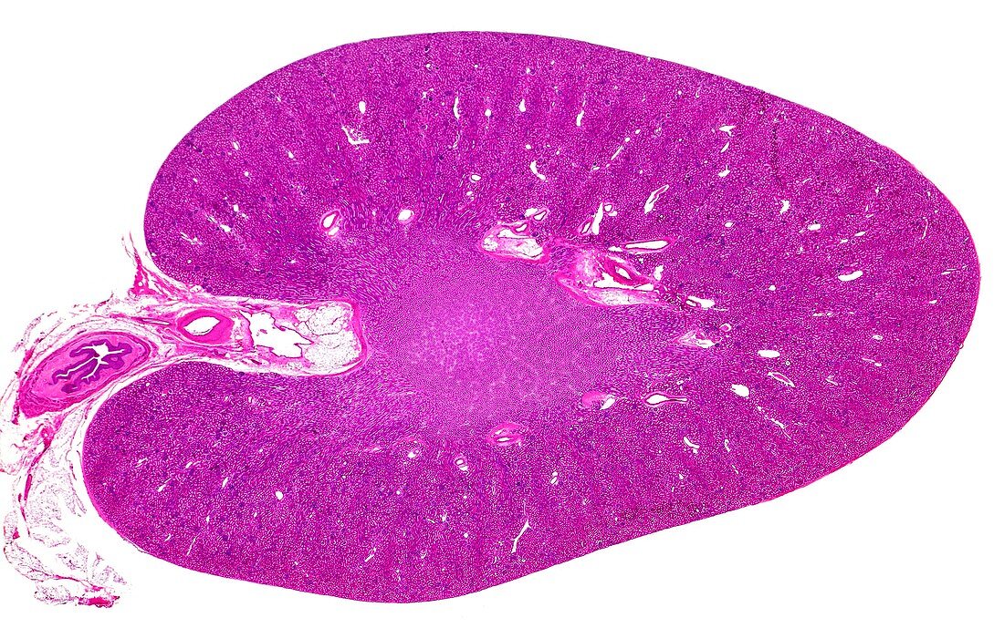 Kidney,light micrograph