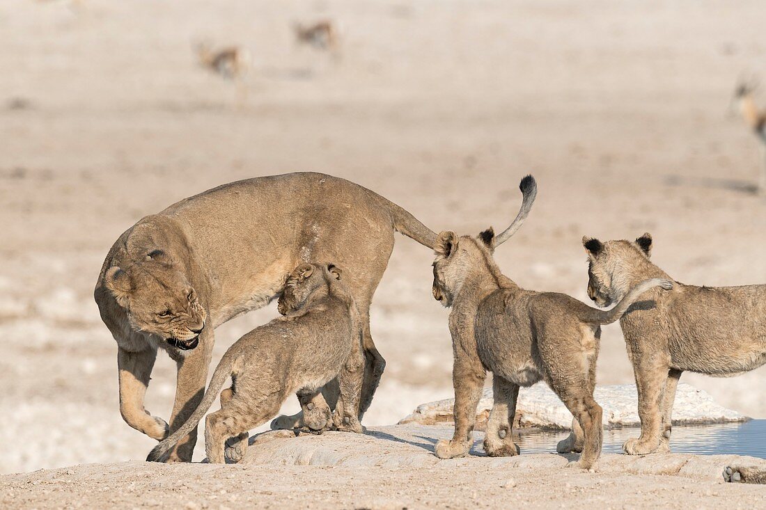 Lioness disciplining cubs