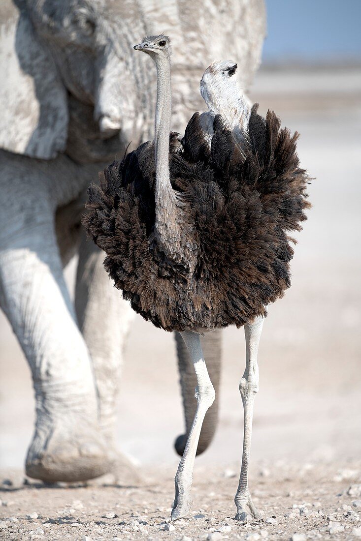 Male southern ostrich