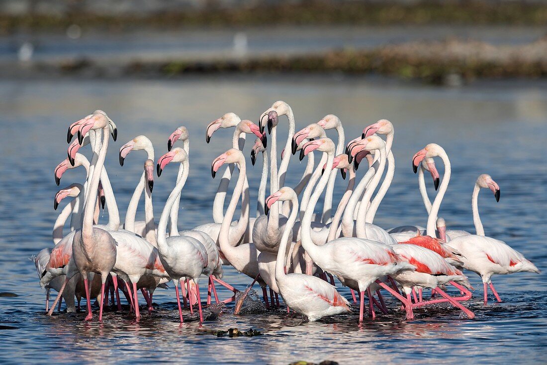 Flock of greater flamingoes foraging