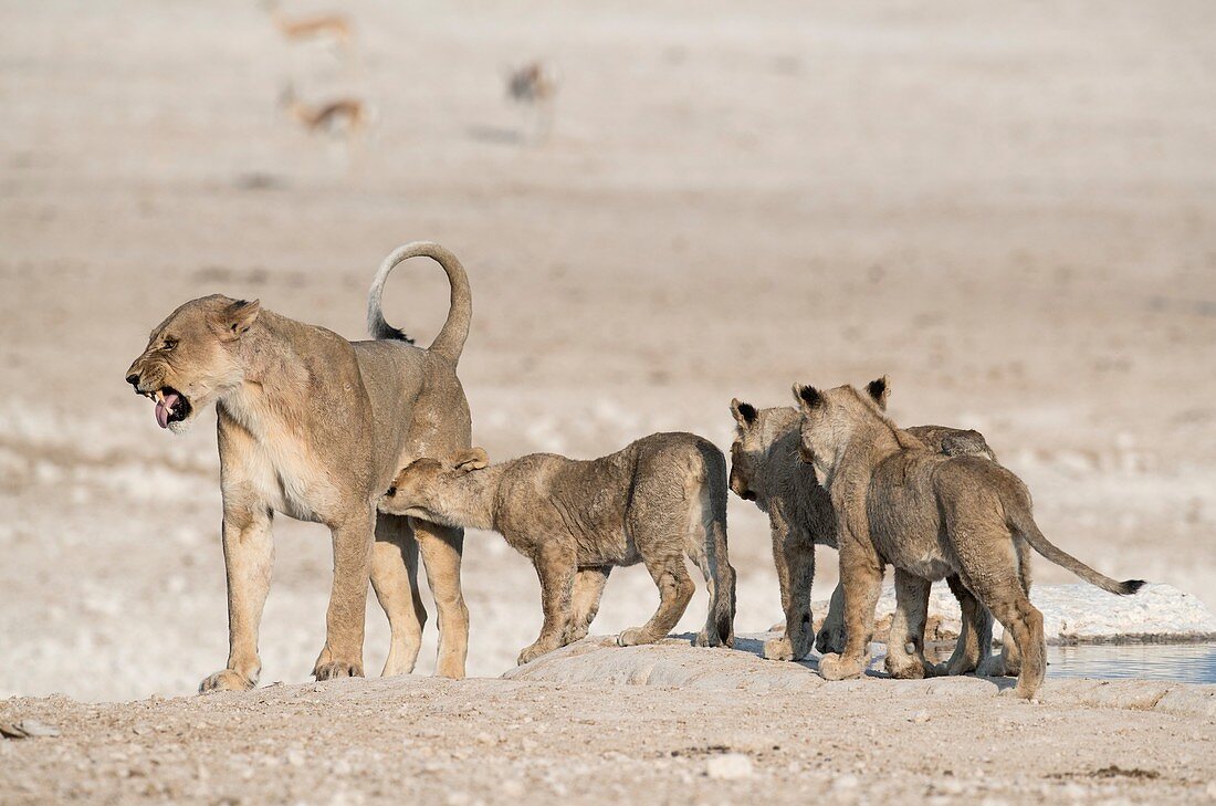 Lioness scowling at her cubs