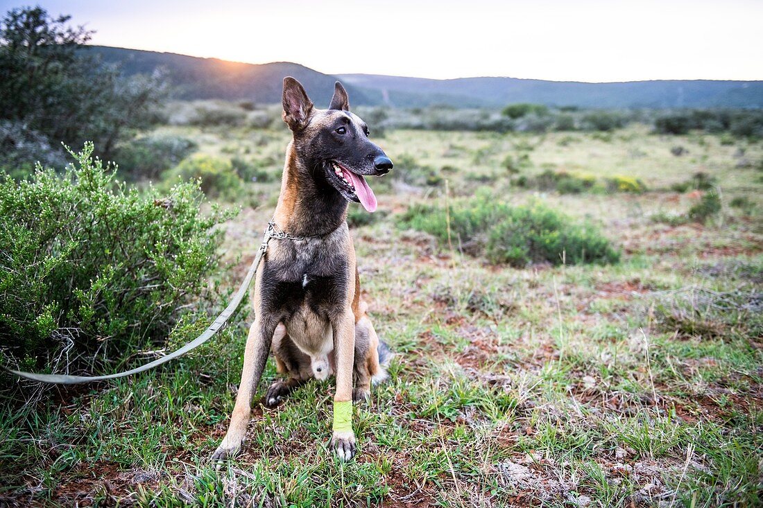 Belgian malinois counter-poaching dog,South Africa