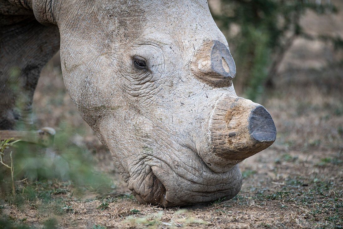 Dehorned white rhino