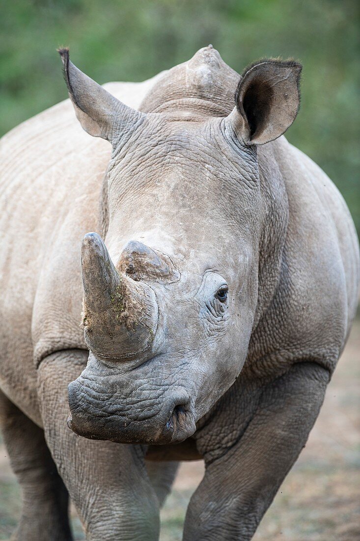 Sub-adult bull white rhino