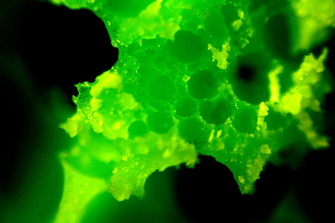 Mint chocolate bubbles,light micrograph