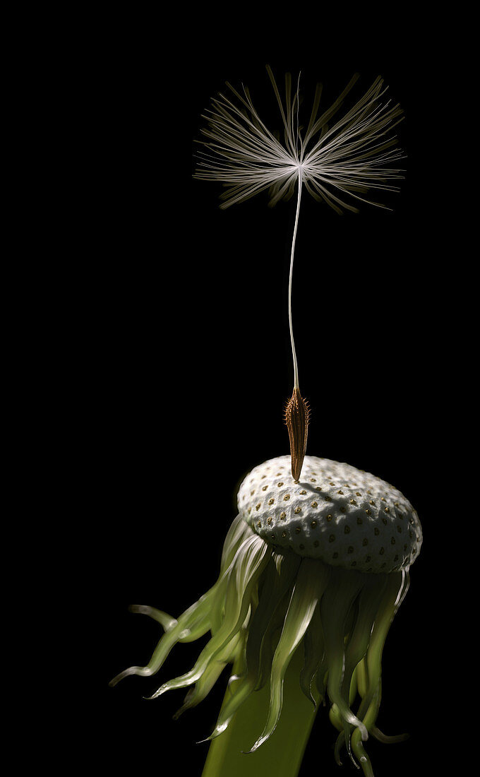 Single seed left on dandelion seedhead,illustration