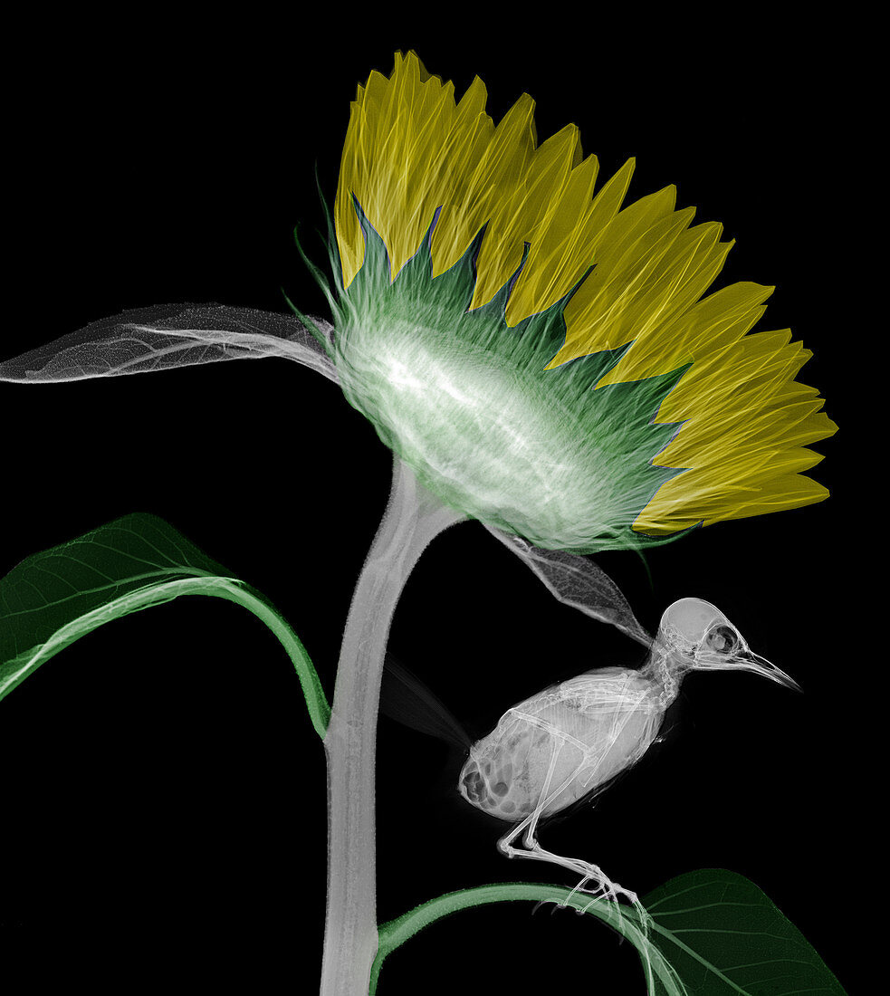 Wren perched on a sunflower (Helianthus sp.),X-ray