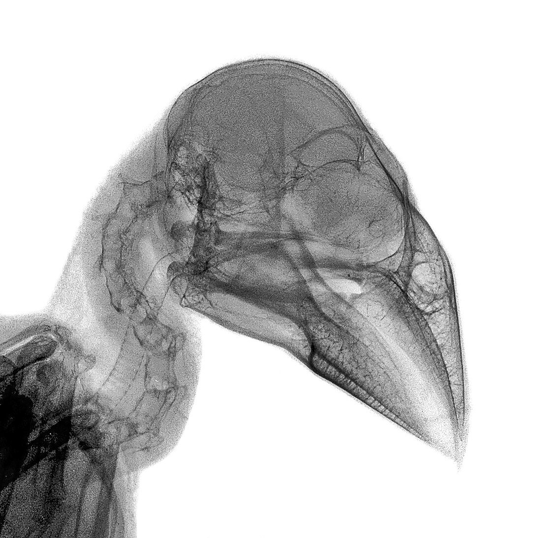 Hawfinch head,X-ray
