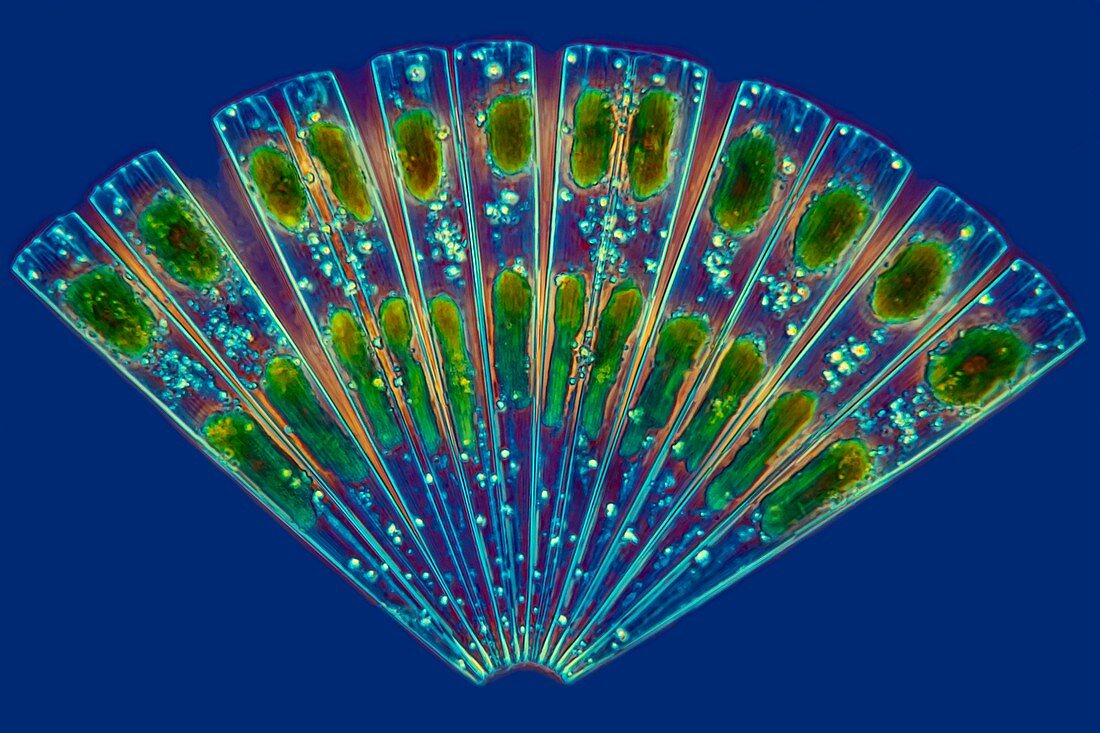 Diatom, light micrograph