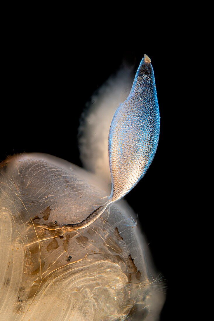 Phantom midge pupa, light micrograph