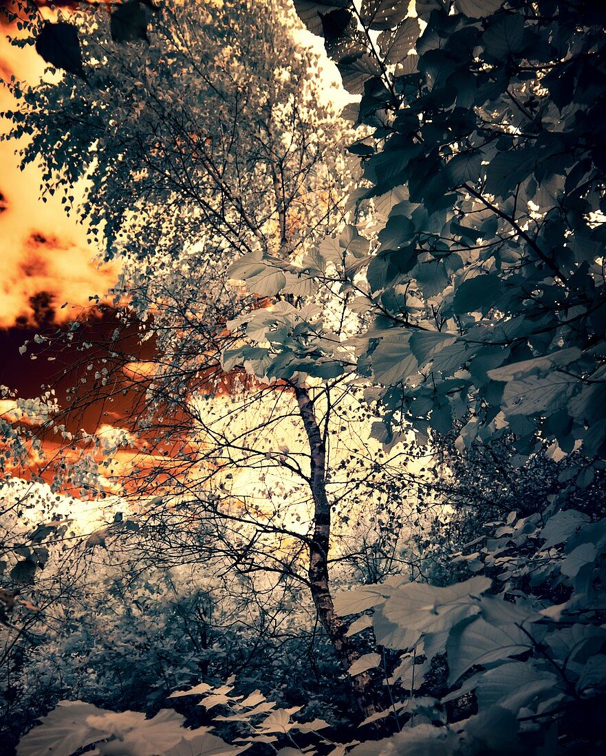 Woodland,infrared image