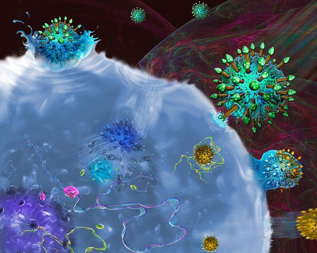 Retrovirus replication,illustration