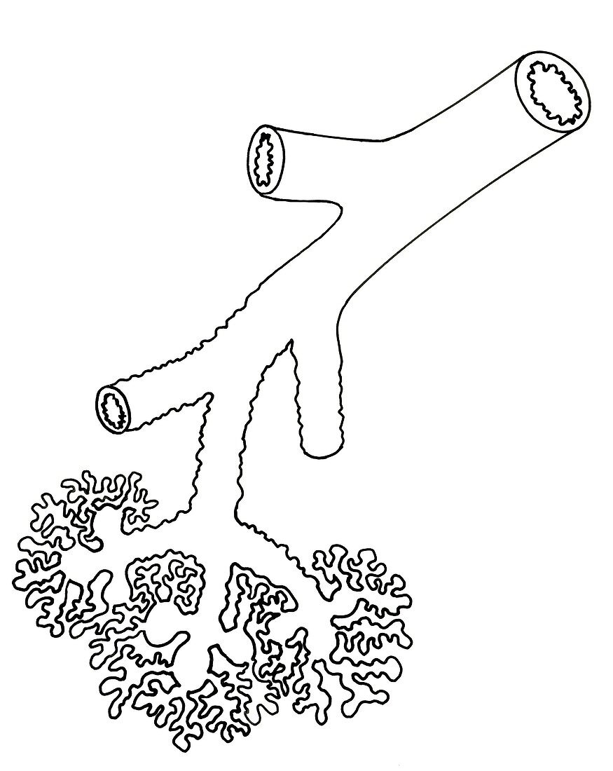 Lung structure,illustration