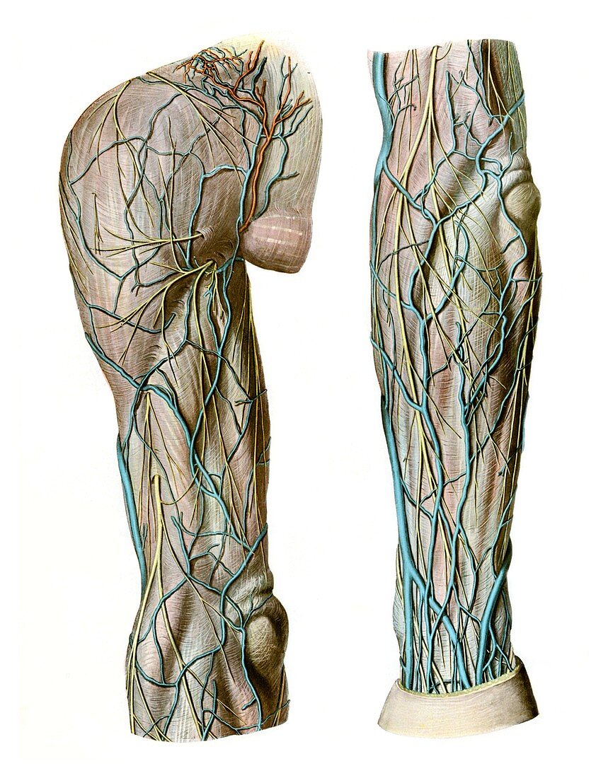Veins,cutaneous nerves upper limb,illustration
