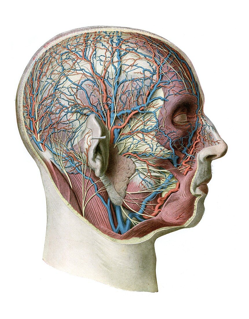 Nerves and vessels of head,illustration