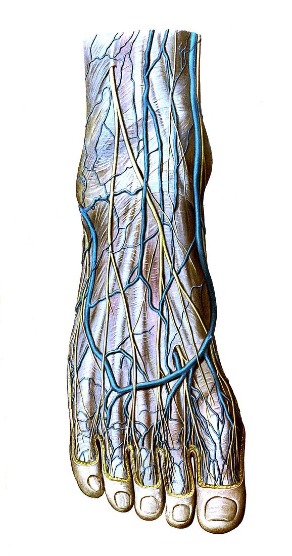 Foot vessels and nerves,illustration