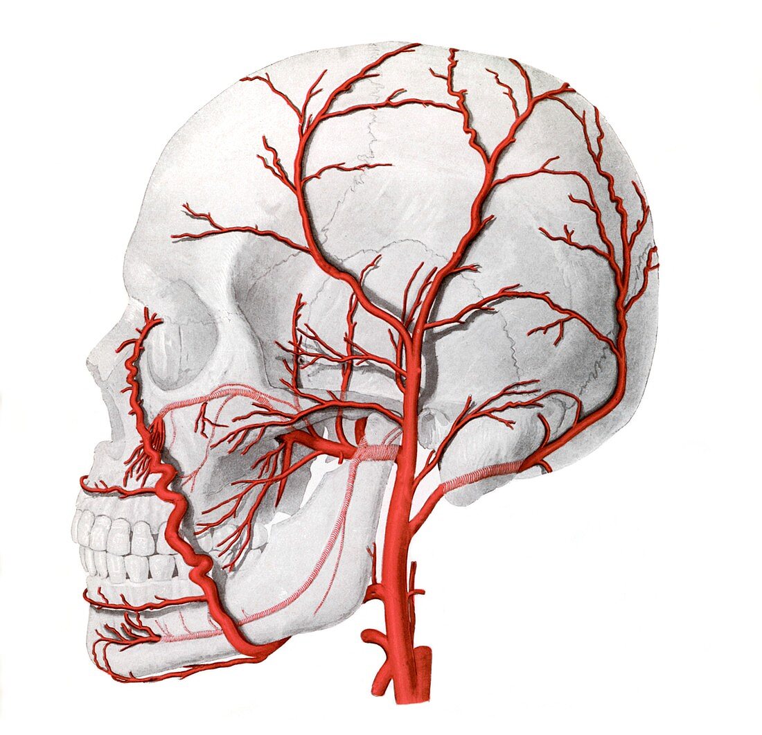 External carotid artery,illustration