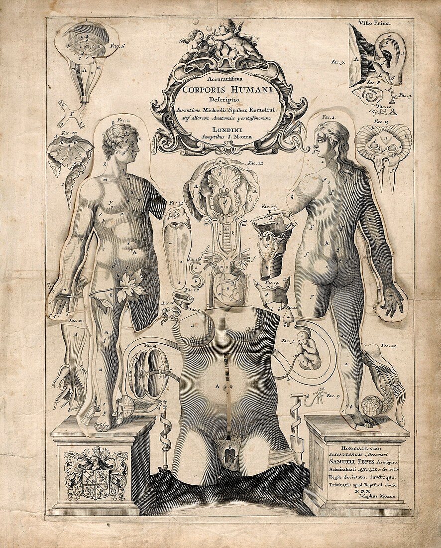 Moveable flaps anatomy book,17th century