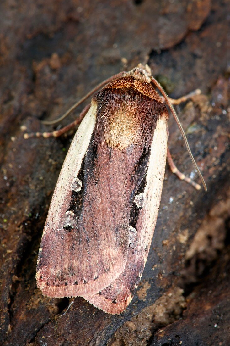 Flame shoulder moth
