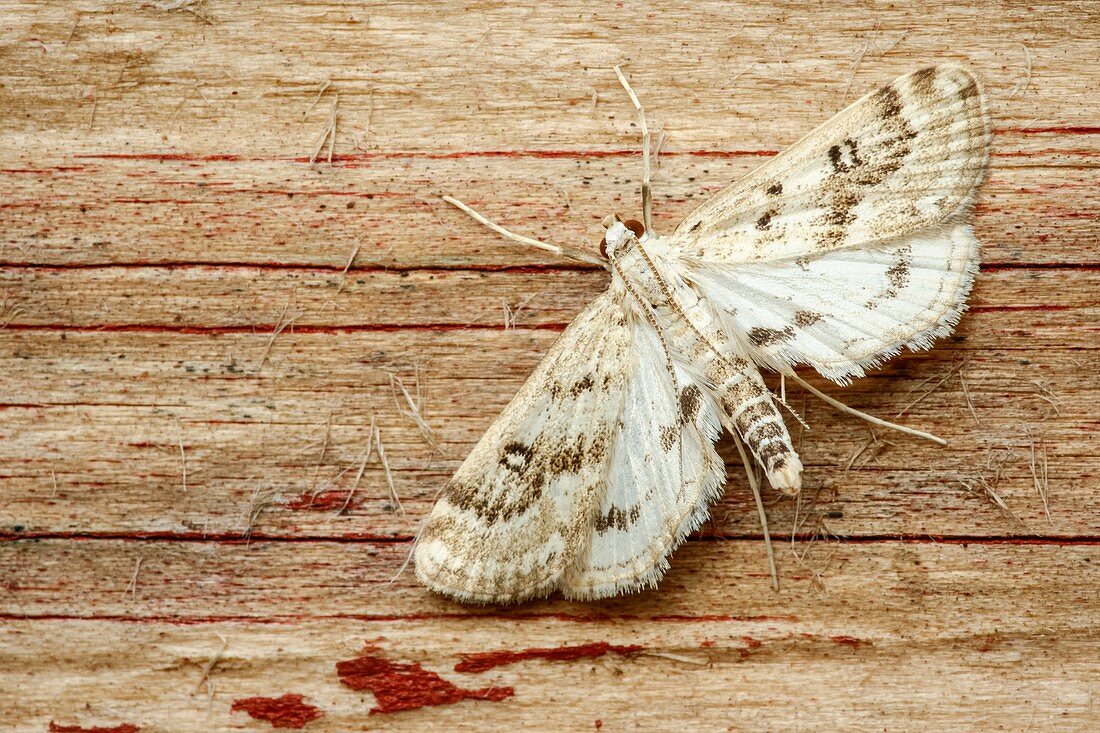 Ringed china-mark moth