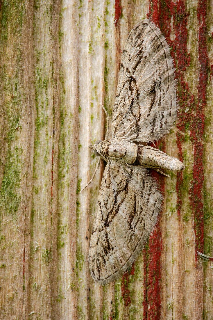 Cypress pug moth