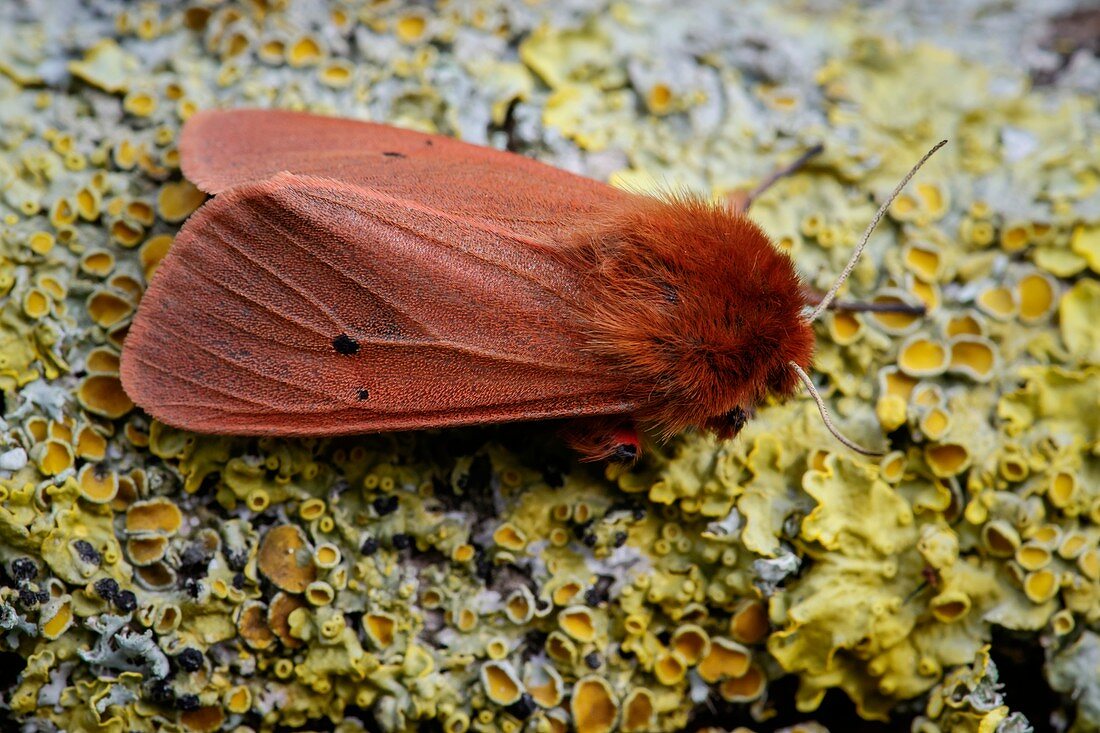 Ruby tiger moth